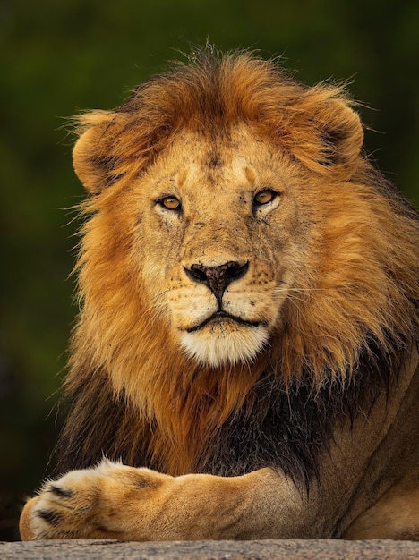 Beautiful Lion Closeup – Free Download, Free Stock Photo