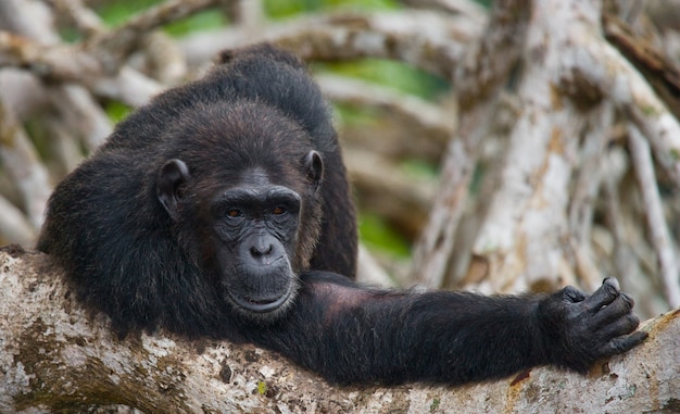 Portrait of a Male Chimpanzee – Free to Download