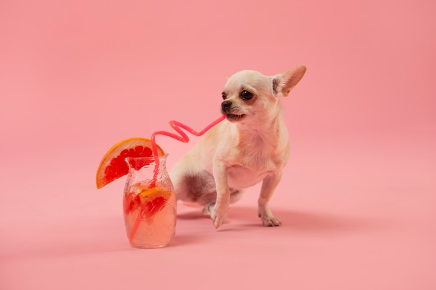 Cute Chihuahua Dog Drinking with Straw – Free to Download