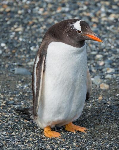 Detailed Close-Up of a Penguin – Free Stock Photo for Download