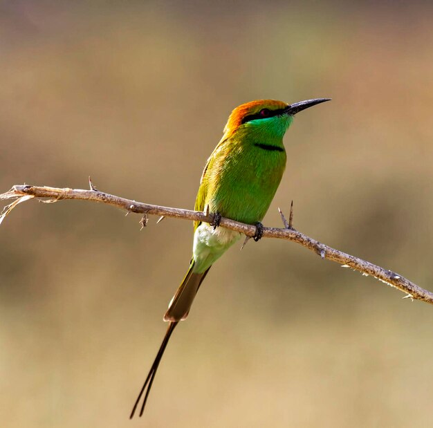 Low Angle View of Bird Perching on Branch – Free Stock Photo for Download