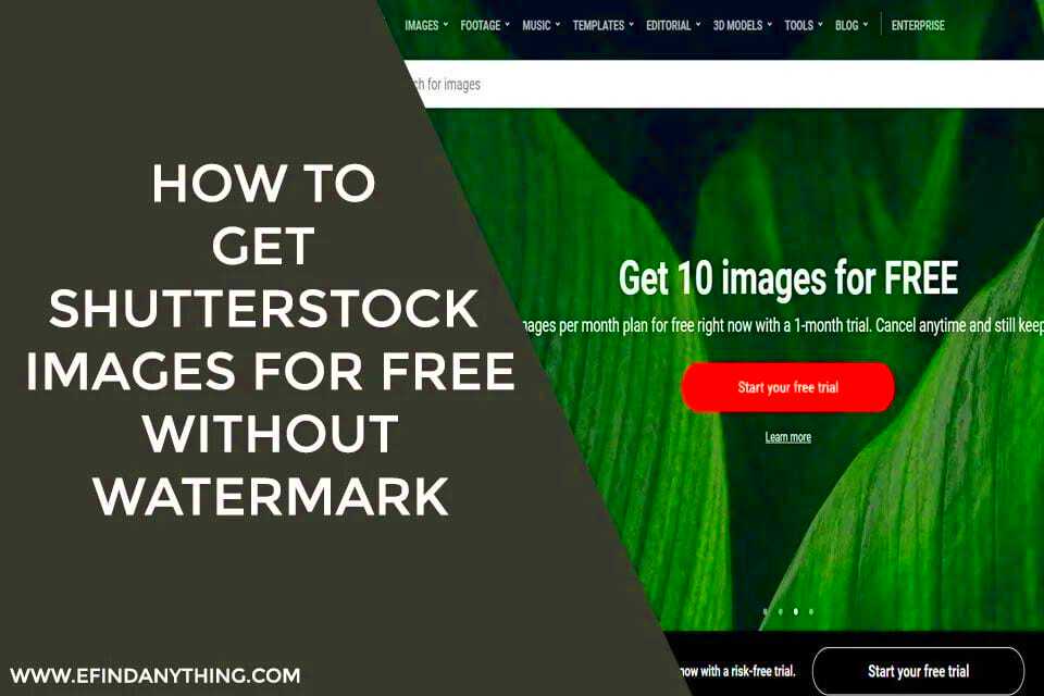 Tool That Lets You Explore About How to Get Images from Shutterstock 