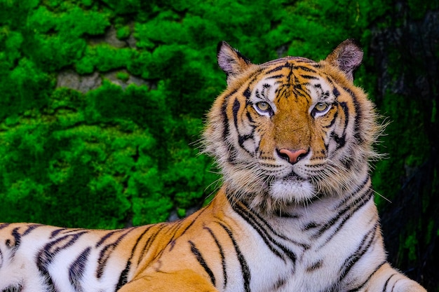 Bengal Tiger Resting Amidst Green Moss in Jungle Zoo – Free Download