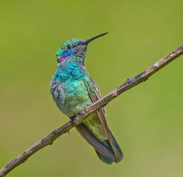 Close-up of a Bird Perching on a Branch – Free Stock Photo, Download for Free