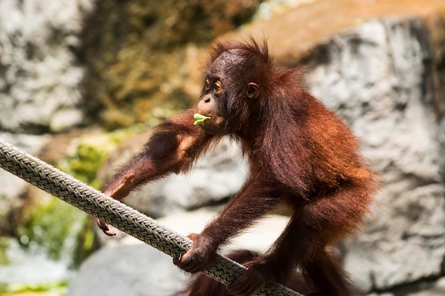 A Young Orangutan Eating a Leaf and Climbing a Rope in a Zoo – Free Stock Photo, Download for Free