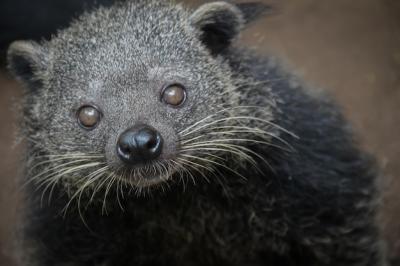 Close-up of an Animal – Free Stock Photo for Download