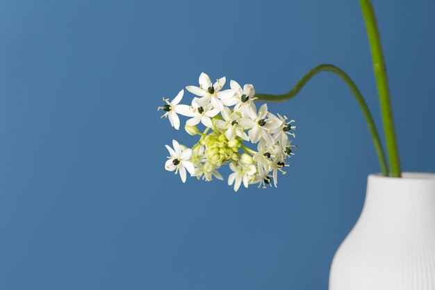 Flower in a Vase with Copy Space – Free Stock Photo for Download