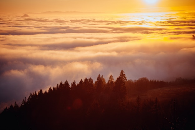 Stunning Aerial Photo of a Misty Forest on a Hill at Sunrise – Free Download