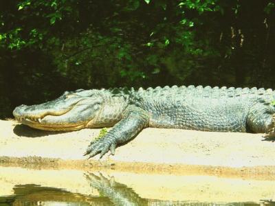 Close-up of Crocodile on Ground – Free Download