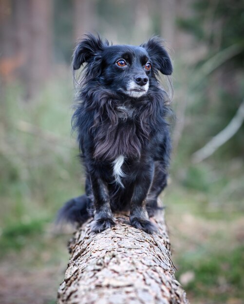 Close-up Portrait of Dog – Free Download