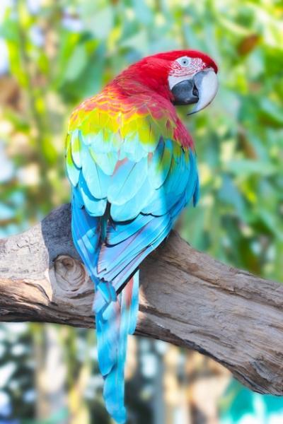 Macaw Bird in Tree Trunk: Stunning Back View – Free Stock Photo for Download