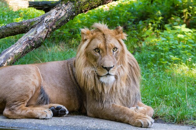 Lion Sitting Resting on the Grass – Free Stock Photo, Download Free