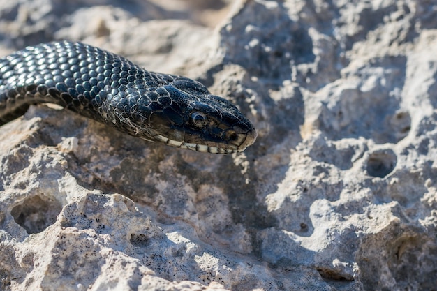 Close-Up Shot of an Adult Black Western Whip Snake – Free Download