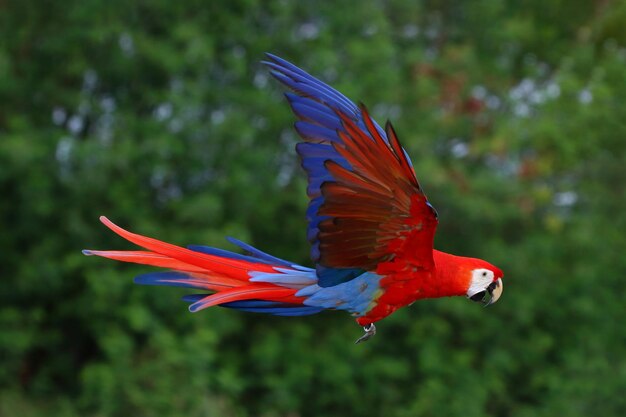 Colorful Scarlet Macaw Parrot Flying in the Forest – Free to Download