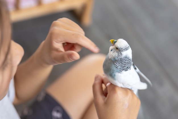 A Beautiful Little Girl Playing with a White and Blue Budgie – Free Stock Photo, Download for Free