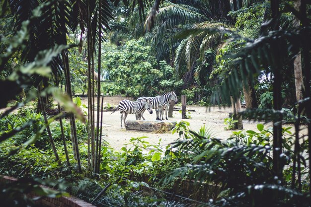 Zebras by Trees – Free Stock Photo, Download for Free