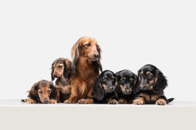 Cute Puppy Dachshund Dog Posing Isolated Over White Wall – Free Stock Photo, Download for Free