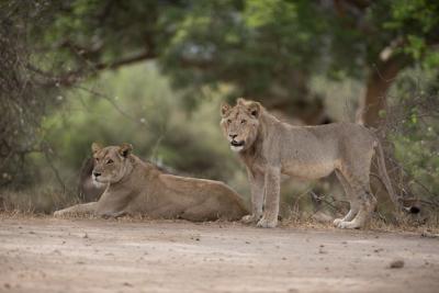 Male and Female Lion Resting with Blurred Background – Free Download