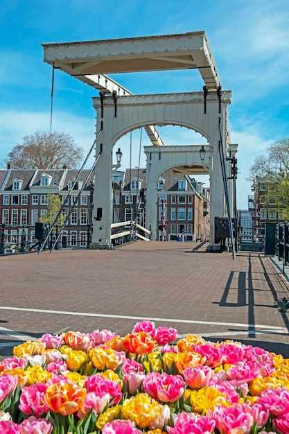 Scenic Spring City View from Amsterdam Featuring a Charming Tiny Bridge in the Netherlands – Free Download