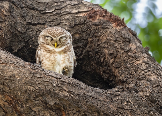 Spotted Owl Sleeping on One Leg – Free Stock Photo for Download