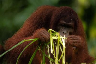 Adult Orangutan Enjoying Green Grass on a Rainy Day – Free Stock Photo for Download