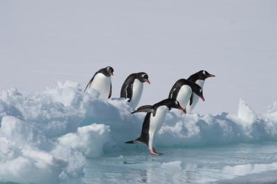 Gentoo Penguins on the Ice – Free Stock Photo for Download