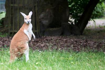 Kangaroo in a Clearing – Free Stock Photo, Download Free