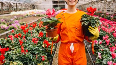 Female Gardener with Pink and Red Cyclamen Flower Pots in Greenhouse – Free Stock Photo, Download for Free