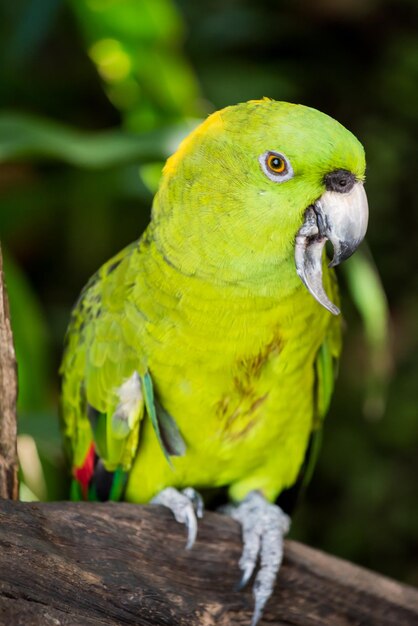 Lovely Parrot: Captivating Bird in the Garden – Free Download