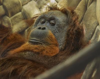 Orangutan Relaxing on a Hammock – Free Stock Photo, Download Free Stock Photo