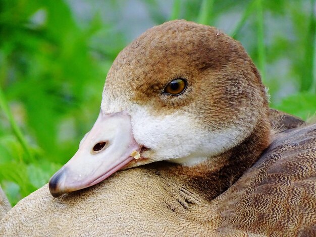 Close-up of a Duck – Free Download of Stock Photo