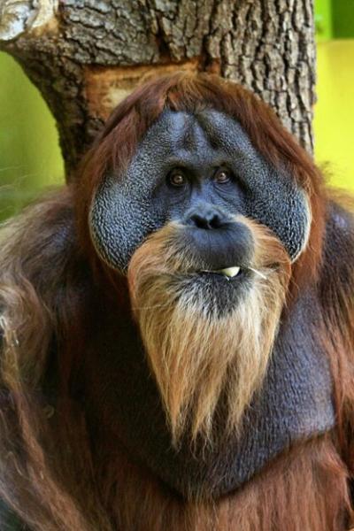 Close-up Portrait of an Orangutan – Free Stock Photo, Download Free