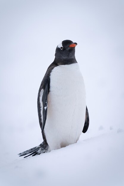 Gentoo Penguin on Snow Captivatingly Gazes at Camera – Free Download