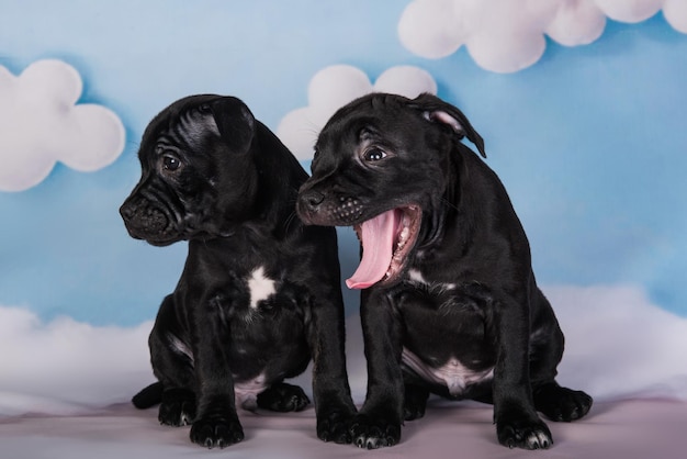 Two Black Male American Staffordshire Bull Terrier Puppies on Blue Background – Free Download