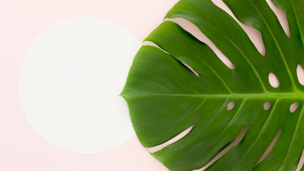 Monstera Leaf Flat Lay – Free Download