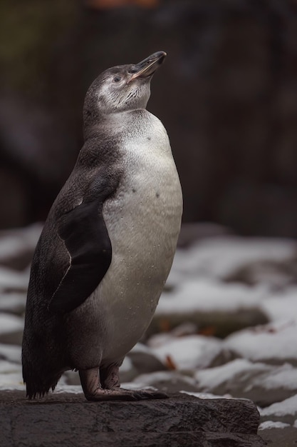 Humboldt Penguin: Stunning Free Stock Photos to Download