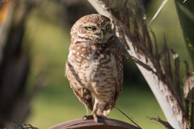 Burrowing Owl Close Up in Its Natural Habitat – Free Stock Photo, Download Free