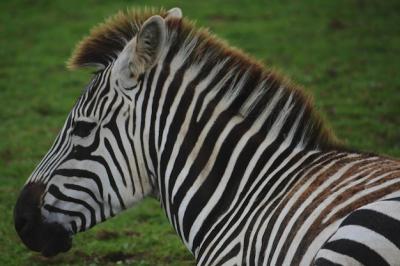 Close-up Portrait of a Zebra – Free Download