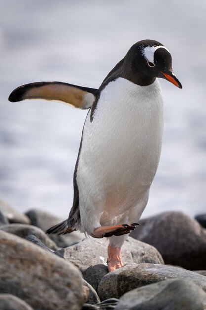 Gentoo Penguin Hops Over Rocks by Sea – Free Stock Photo Download