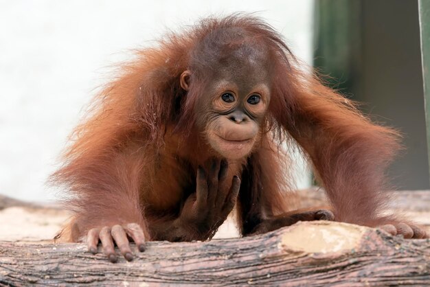 Close Up of a Baby Orangutan – Free Stock Photos for Download