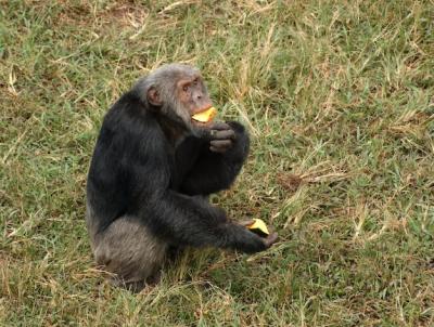 Chimpanzee Eating on Grassy Ground – Free Download, Free Stock Photo