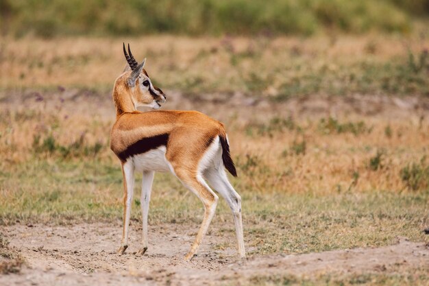 Side View of Deer on Field – Free Stock Photo for Download