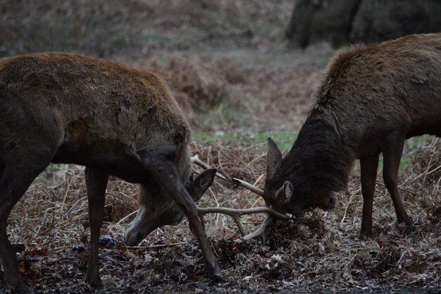 Deer Fighting in the Field – Free Stock Photo for Download