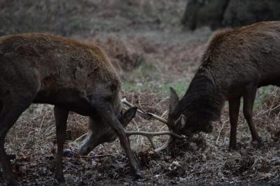 Deer Fighting in the Field – Free Stock Photo for Download