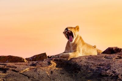 Lioness Portrait in Masai Mara National Park at Sunset – Free Stock Photo, Download for Free