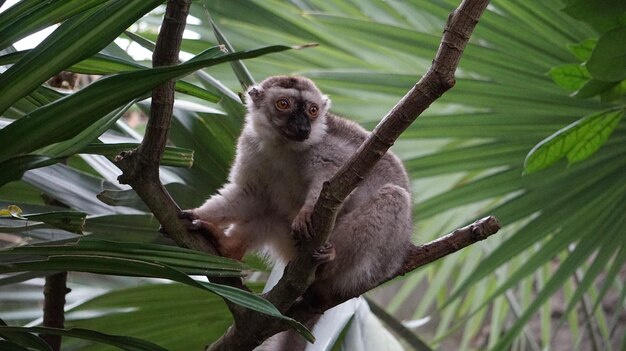 Low Angle View of a Lemur Sitting on Tree – Free Stock Photo, Download Free