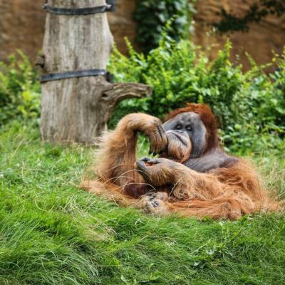 Orangutan Relaxing on Grassy Field – Free Download