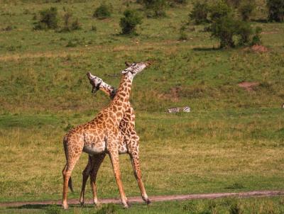 Two Giraffes Mating in the Savannah of Masai Mara National Park, Kenya – Free Stock Photo for Download