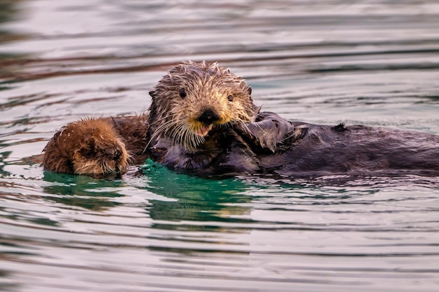 Newborn Sea Otter Pup in Homer, Alaska – Free Download