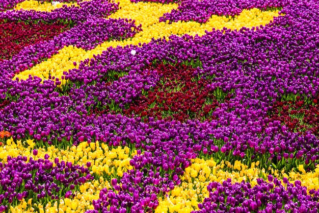 Tulips in Istanbul – Free Download Stock Photos